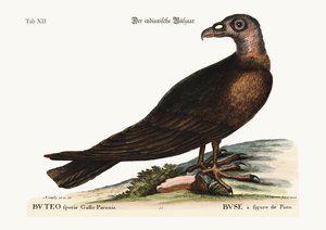 The Turkey Buzzard, 1749-73 by Mark Catesby